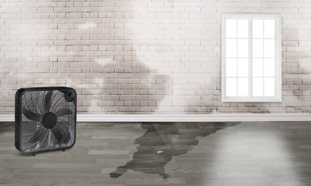 Best Water damage restoration near me  in Springdale, PA